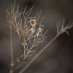 Close-up of dried plant