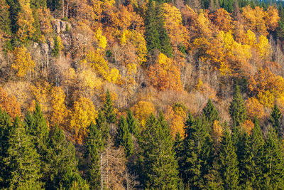 Pine trees in forest during autumn