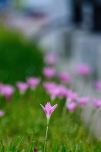 Close-up of pink crocus blooming outdoors