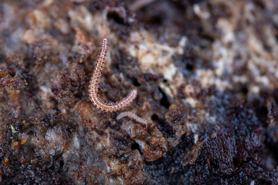 Close-up of snake on rock