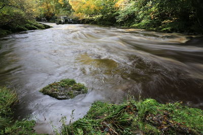 High angle view of trees in forest