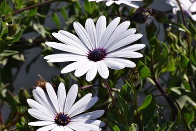 Close-up of white flower