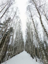 Low angle view of trees in winter