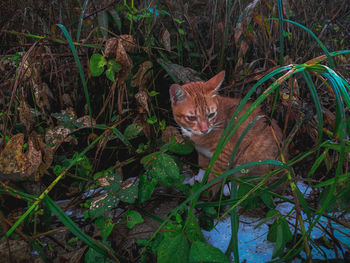 Portrait of a cat