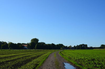 Scenic view of agricultural field against clear blue sky