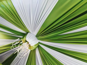 Close-up of white flower