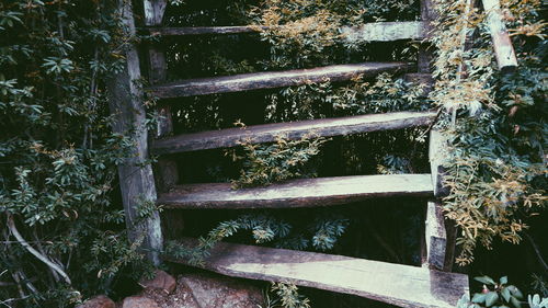 Close-up of steps in forest