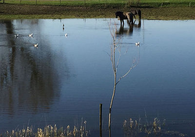 View of birds in lake