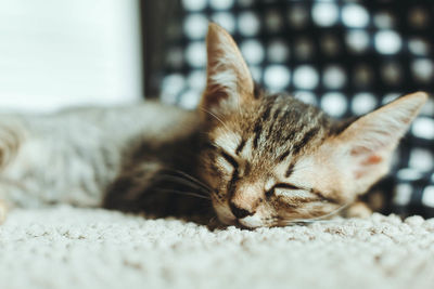 Close-up of cat sleeping on bed