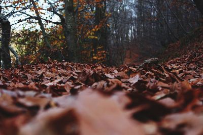 Close-up of fallen tree in forest during autumn