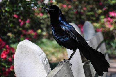 Close-up of bird perching on wall