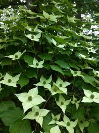 High angle view of plants