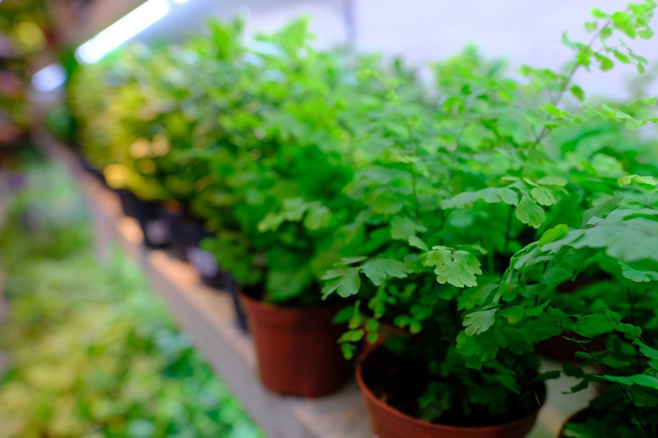 CLOSE-UP OF FRESH POTTED PLANTS