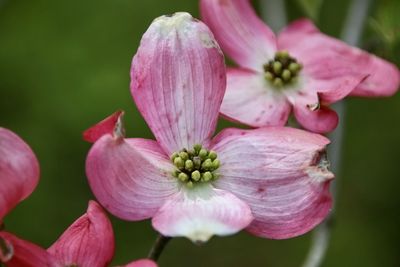 Close-up of pink flowering plant