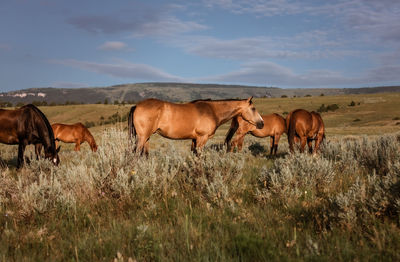 Horses on field against sky