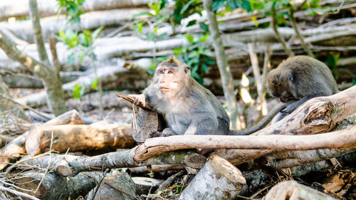 Monkeys in a forest
