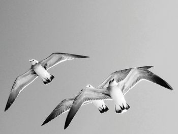 Low angle view of birds flying in sky