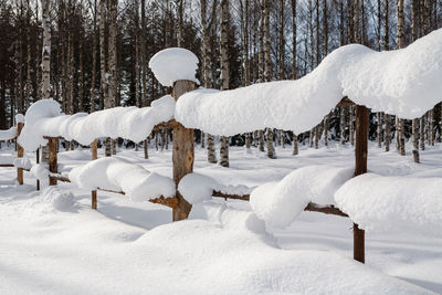 Snow covered trees on landscape