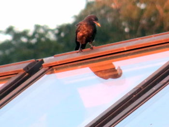 Low angle view of bird perching on glass window