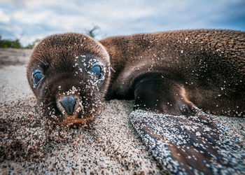 Close-up of a turtle