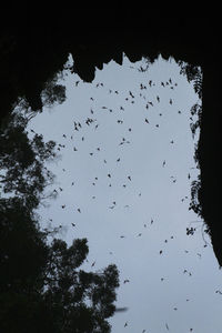 Low angle view of birds flying against the sky