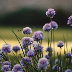 Close-up of purple flowering plants and bee