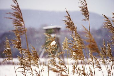 Close-up of frozen plants on field against sky