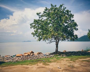 Tree by sea against sky