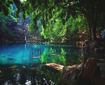 Scenic view of lake in forest