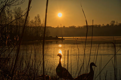 Silhouette plants by lake against sky during sunset