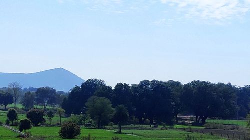 Trees on field against clear sky