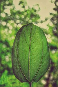 Close-up of leaf