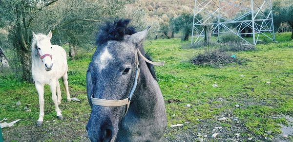 Horse standing on field