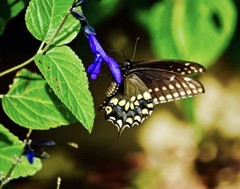 Close-up of butterfly on purple flower