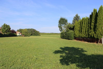 Trees growing on field