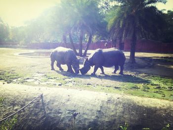 Sheep grazing on field