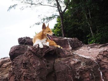 Dog on rock