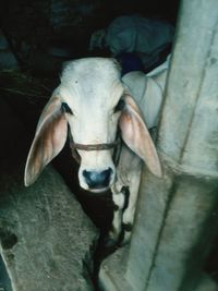 High angle view portrait of horse