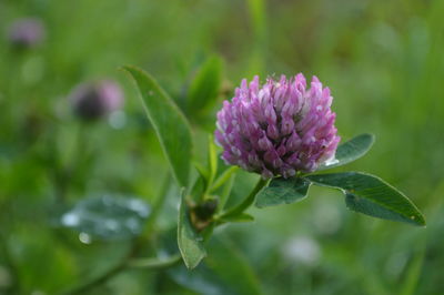 Close-up of purple flowers blooming outdoors