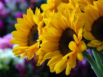 Close-up of yellow flowering plant