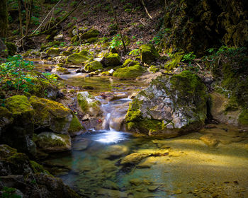 Stream flowing through rocks in forest