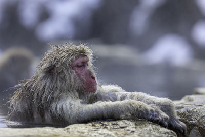 Travel asia. monkeys soaking at hakodate is popular hot spring. japanese macaque.