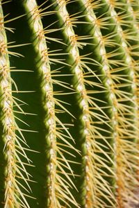 Full frame shot of cactus