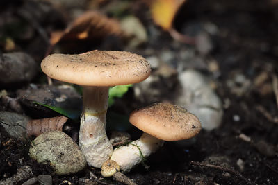 Close-up of wild mushrooms growing on field