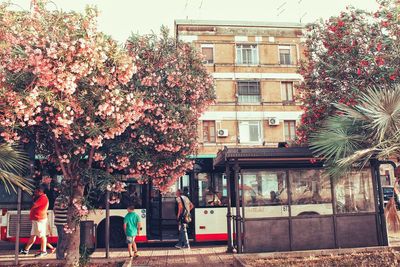 People on cherry tree by building in city