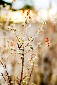 Close-up of flowering plant