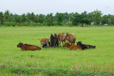 Cows on field