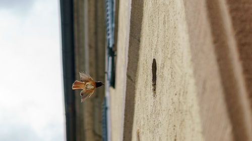 Close-up of insect on window