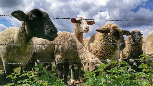 Low angle view of sheep standing against sky