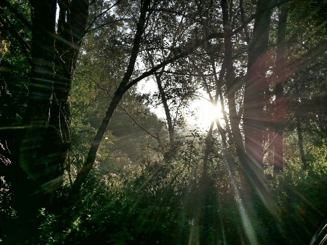 tree, sunbeam, forest, sunlight, lens flare, sun, tranquility, nature, growth, tranquil scene, beauty in nature, scenics, woodland, tree trunk, non-urban scene, transportation, day, branch, no people, sunny